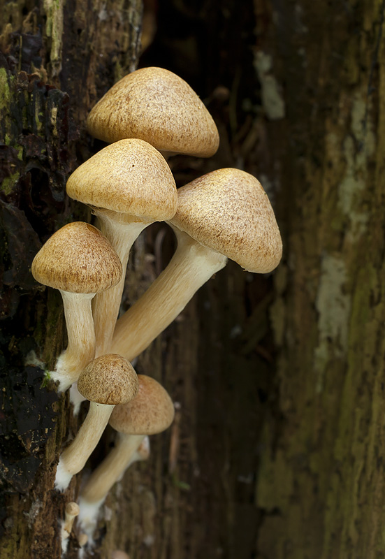 Gymnopilus penetrans